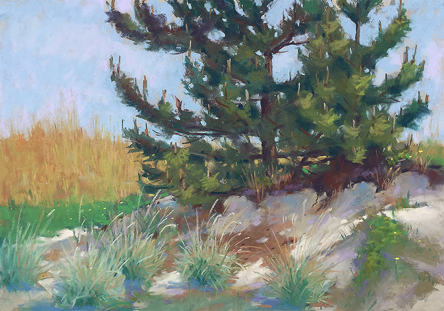 Beach Pine 2